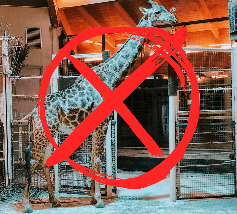 В России запретили контактные зоопарки